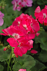 Maestro Neon Pink Geranium (Pelargonium 'Maestro Neon Pink') at Lakeshore Garden Centres