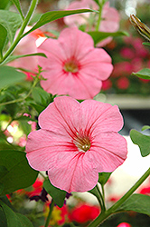 Fame Salmon Pink Petunia (Petunia 'Fame Salmon Pink') at Lakeshore Garden Centres
