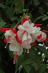 Swingtime Fuchsia (Fuchsia 'Swingtime') at Lakeshore Garden Centres