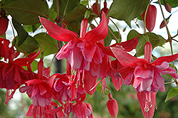 Dusky Rose Fuchsia (Fuchsia 'Dusky Rose') at Lakeshore Garden Centres