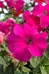 Dreams Burgundy Petunia (Petunia 'Dreams Burgundy') at Lakeshore Garden Centres
