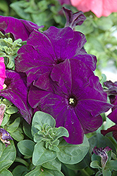 Dreams Midnight Petunia (Petunia 'Dreams Midnight') at Lakeshore Garden Centres