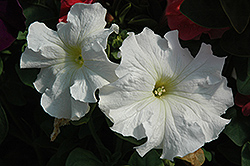 Dreams White Petunia (Petunia 'Dreams White') at Lakeshore Garden Centres