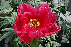 Naniwa Nishiki Tree Peony (Paeonia suffruticosa 'Naniwa Nishiki') at Lakeshore Garden Centres