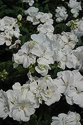 Tango White Geranium (Pelargonium 'Tango White') at Lakeshore Garden Centres
