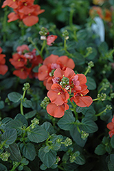 Flirtation Orange Diascia (Diascia 'Flirtation Orange') at Lakeshore Garden Centres