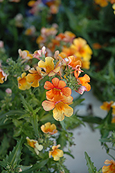 Juicy Fruits Maranon Nemesia (Nemesia 'Juicy Fruits Maranon') at Lakeshore Garden Centres