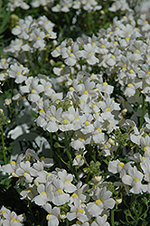 Compact Innocence Nemesia (Nemesia 'Compact Innocence') at Lakeshore Garden Centres