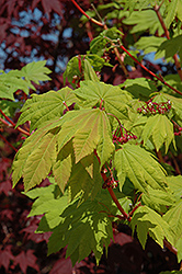 Pacific Fire Vine Maple (Acer circinatum 'Pacific Fire') at Lakeshore Garden Centres