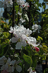 Yellow Transparent Apple (Malus 'Yellow Transparent') at Lakeshore Garden Centres