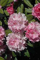 Colonel Coen Rhododendron (Rhododendron 'Colonel Coen') at Lakeshore Garden Centres