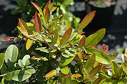 Orange Glow Scarlet Firethorn (Pyracantha coccinea 'Orange Glow') at Lakeshore Garden Centres