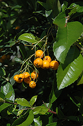 Golden Charmer Scarlet Firethorn (Pyracantha coccinea 'Golden Charmer') at Lakeshore Garden Centres