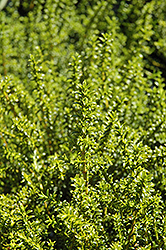 Hinerua Hebe (Hebe 'Hinerua') at Lakeshore Garden Centres