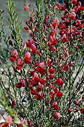 Carla Broom (Cytisus 'Carla') at Lakeshore Garden Centres