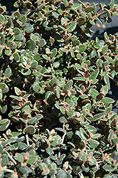 Common Correa (Correa nummularifolia) at Lakeshore Garden Centres