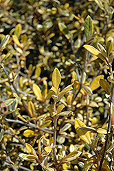 Sunsplash Corokia (Corokia x virgata 'Sunsplash') at Lakeshore Garden Centres