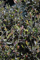 Bronze King Corokia (Corokia x virgata 'Bronze King') at Lakeshore Garden Centres