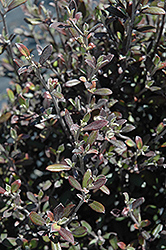 Corokia Cotoneaster (Corokia cotoneaster) at Lakeshore Garden Centres