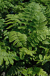 Shaggy Shield Fern (Dryopteris cycadina) at Lakeshore Garden Centres