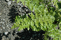Barnesii Fern (Athyrium filix-mas 'Barnesii') at Lakeshore Garden Centres