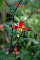 Western Columbine (Aquilegia formosa) at Lakeshore Garden Centres