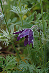 Blue Bell Pasqueflower (Pulsatilla vulgaris 'Blue Bell') at Lakeshore Garden Centres