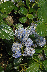 Yankee Point (Ceanothus griseus 'Horizontalis') at Lakeshore Garden Centres