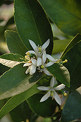 Bearss Lime (Citrus x latifolia 'Bearss') at Lakeshore Garden Centres