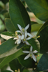 Bearss Seedless Lime (Citrus aurantifolia 'Bearss Seedless') at Lakeshore Garden Centres