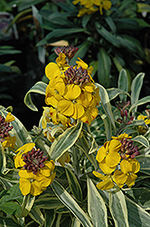 Fragrant Star Wallflower (Erysimum 'Fragrant Star') at Lakeshore Garden Centres