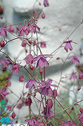 False Columbine (Semiaquilegia ecalcarata) at Lakeshore Garden Centres