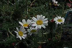 Silver Kisses Mount Atlas Daisy (Anacyclus pyrethrum 'Silberkissen') at Lakeshore Garden Centres