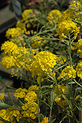 Alpine Alyssum (Alyssum wulfenianum) at Lakeshore Garden Centres