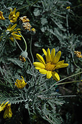 Munchkin Dwarf Euryops (Euryops pectinatus 'Munchkin') at Lakeshore Garden Centres