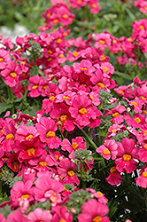 Juicy Fruits Ciruela Nemesia (Nemesia 'Juicy Fruits Ciruela') at Lakeshore Garden Centres