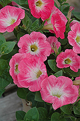Sweetunia Strawberry Morning Petunia (Petunia 'Sweetunia Strawberry Morning') at Lakeshore Garden Centres