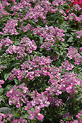 Compact Pink Innocence Nemesia (Nemesia 'Compact Pink Innocence') at Lakeshore Garden Centres