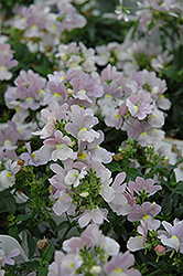Opal Innocence Nemesia (Nemesia 'Opal Innocence') at Lakeshore Garden Centres