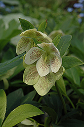 Spring Promise Sandra Hellebore (Helleborus 'Spring Promise Sandra') at Lakeshore Garden Centres