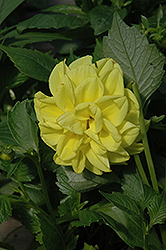 Figaro Yellow Dahlia (Dahlia 'Figaro Yellow') at Lakeshore Garden Centres