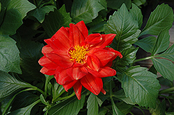 Figaro Red Dahlia (Dahlia 'Figaro Red') at The Mustard Seed