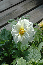 Figaro White Dahlia (Dahlia 'Figaro White') at The Mustard Seed