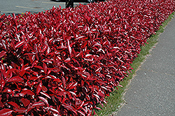 Fraser Photinia (Photinia x fraseri) at Lakeshore Garden Centres
