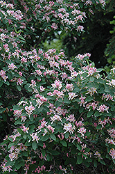 Tatarian Honeysuckle (Lonicera tatarica) at Lakeshore Garden Centres