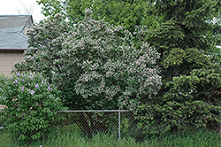 Tatarian Honeysuckle (Lonicera tatarica) at Lakeshore Garden Centres