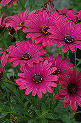 Summertime Red Velvet African Daisy (Osteospermum 'Summertime Red Velvet') at Lakeshore Garden Centres