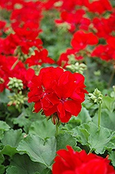 Designer Dark Red Geranium (Pelargonium 'Designer Dark Red') at Lakeshore Garden Centres