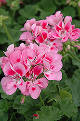 Allure Light Pink Geranium (Pelargonium 'Allure Light Pink') at Lakeshore Garden Centres