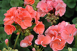 Designer Salmon Geranium (Pelargonium 'Designer Salmon') at Lakeshore Garden Centres